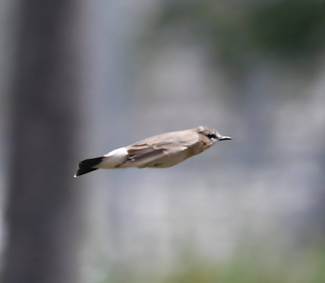 Isabelline Wheatear - ML428754391