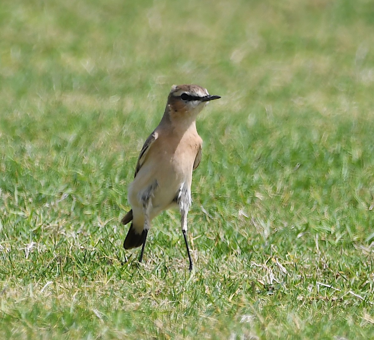 Isabelline Wheatear - ML428754421