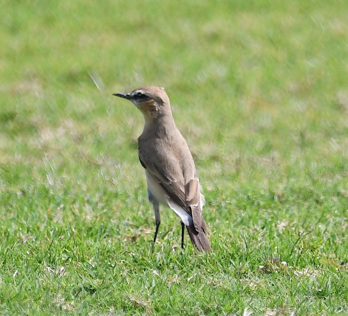 Isabelline Wheatear - ML428754431