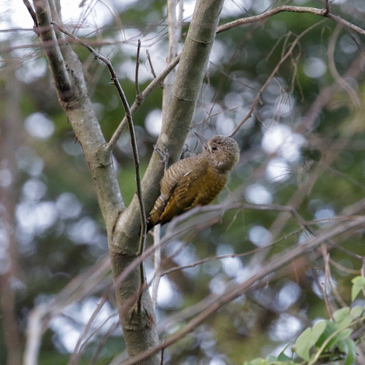 Little Woodpecker - José Dionísio JDionísio