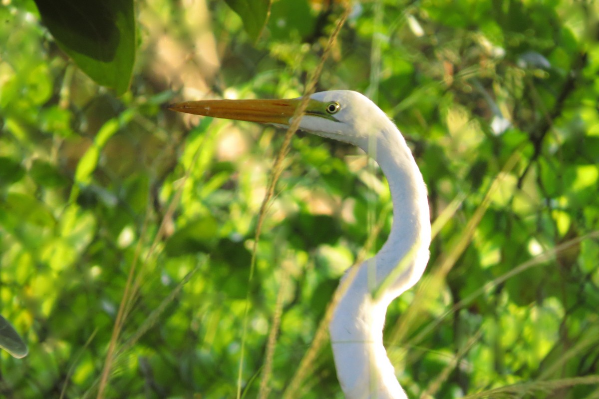 Great Egret - Diane Drobka