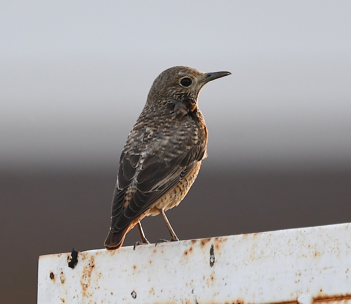 Rufous-tailed Rock-Thrush - ML428756911