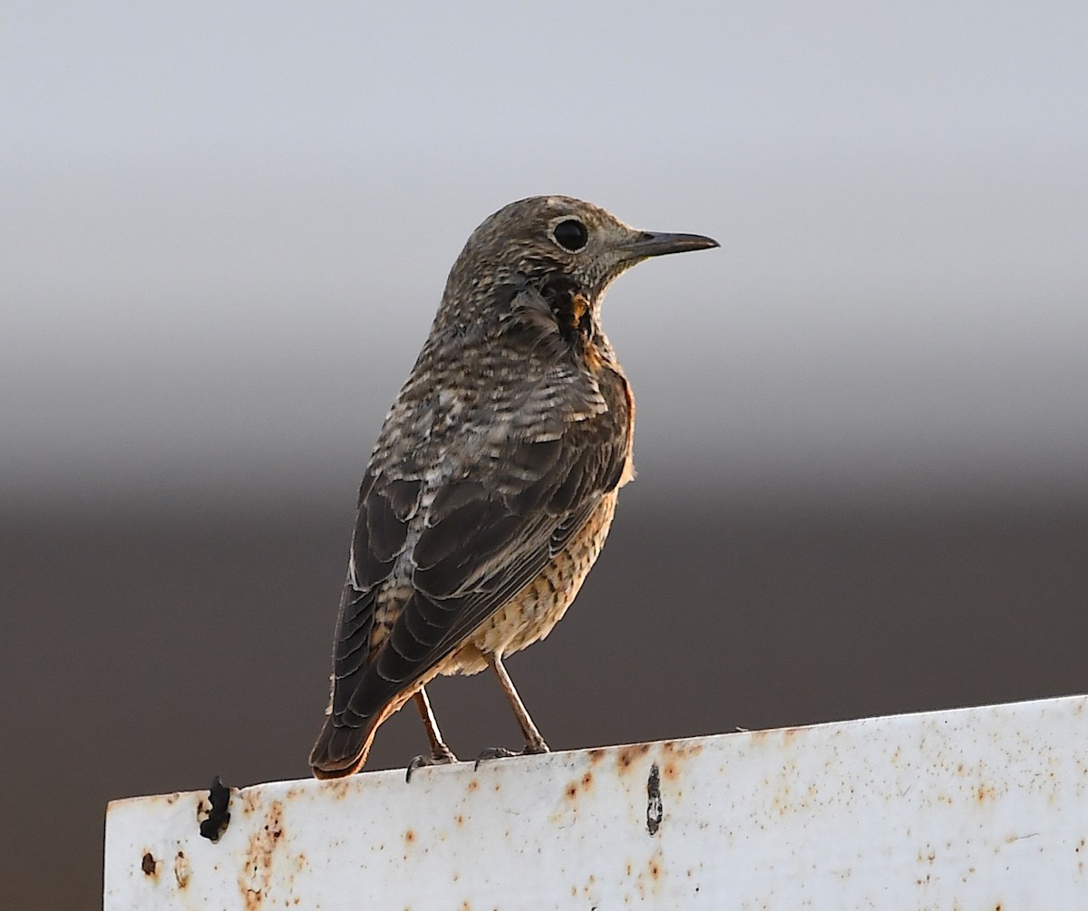 Rufous-tailed Rock-Thrush - ML428756971