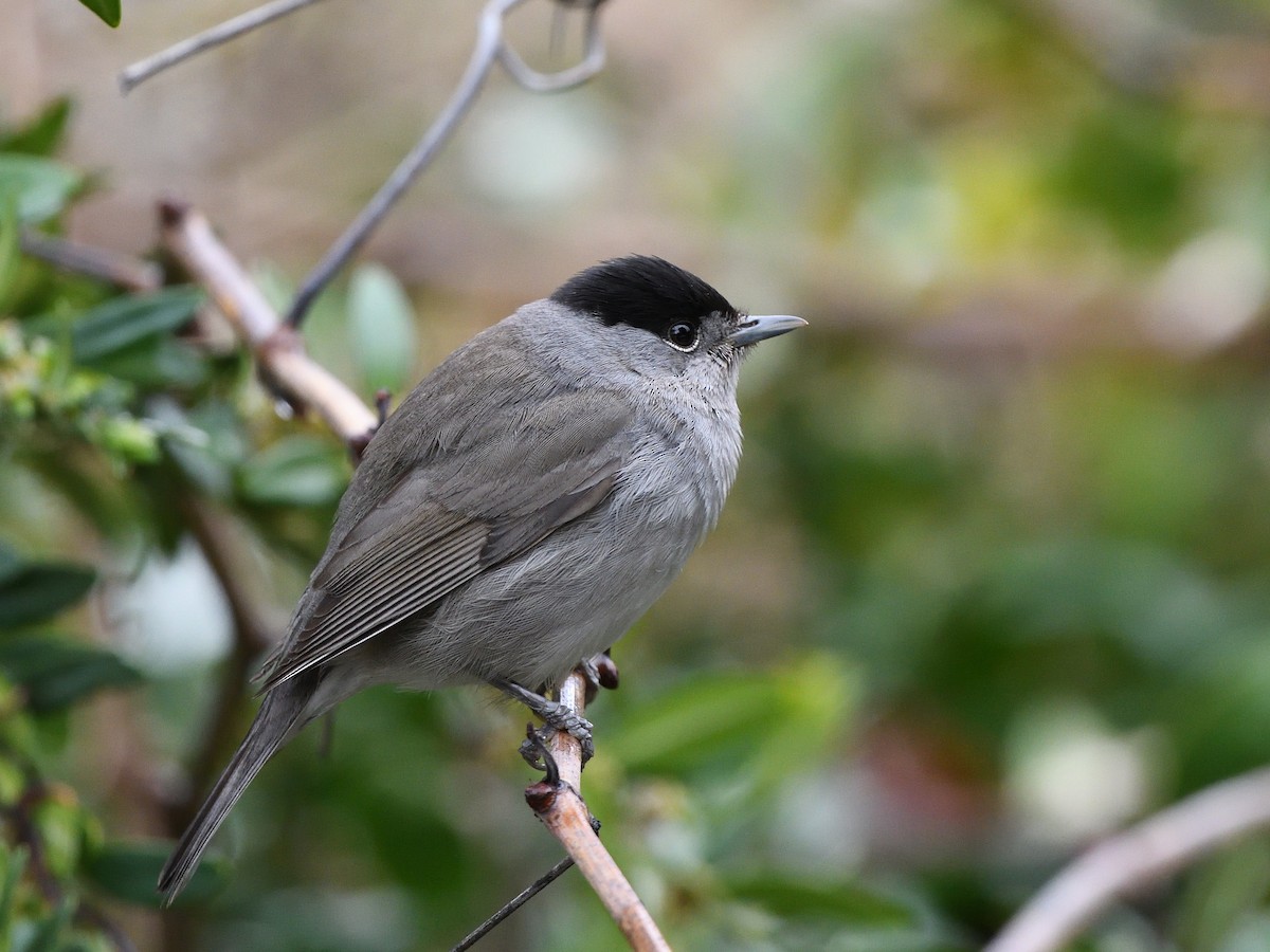 Eurasian Blackcap - ML428757821