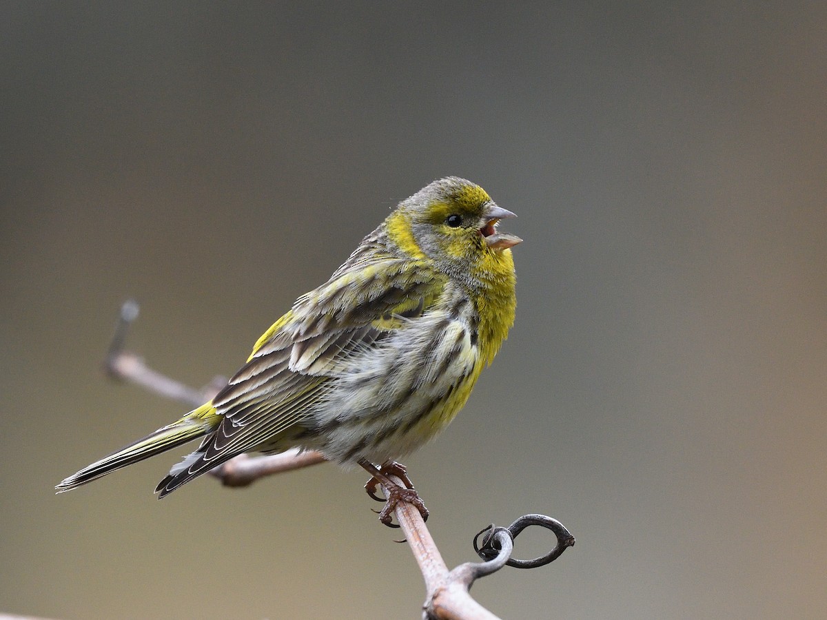 European Serin - ML428757841