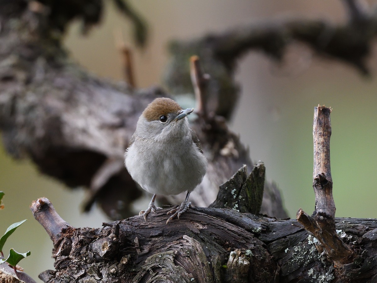 Eurasian Blackcap - ML428757851