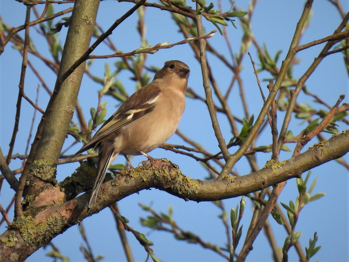 Common Chaffinch - ML428758451