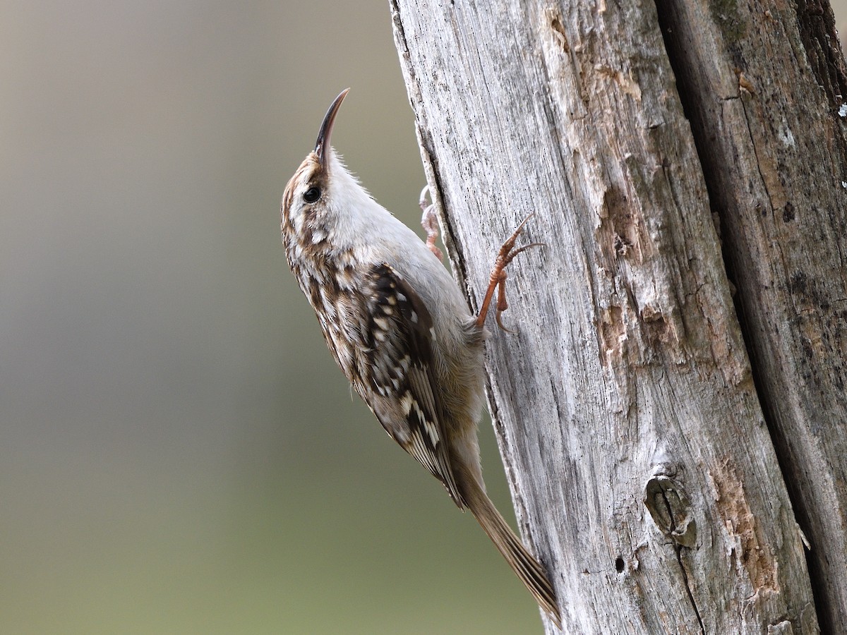 Short-toed Treecreeper - ML428758671