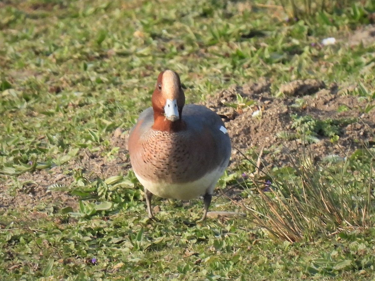 Eurasian Wigeon - ML428758741