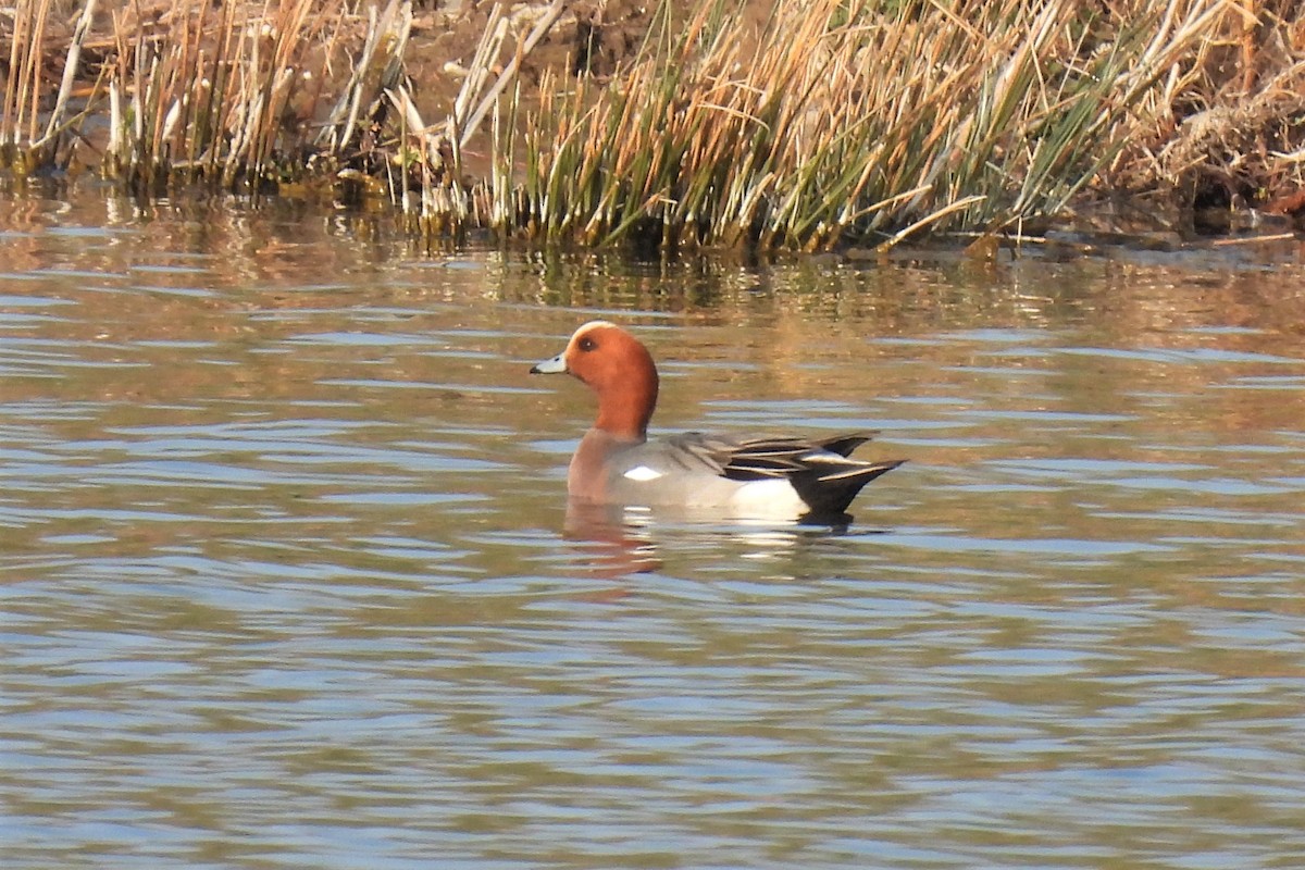 Eurasian Wigeon - ML428758751
