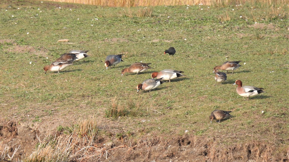 Eurasian Wigeon - ML428758761