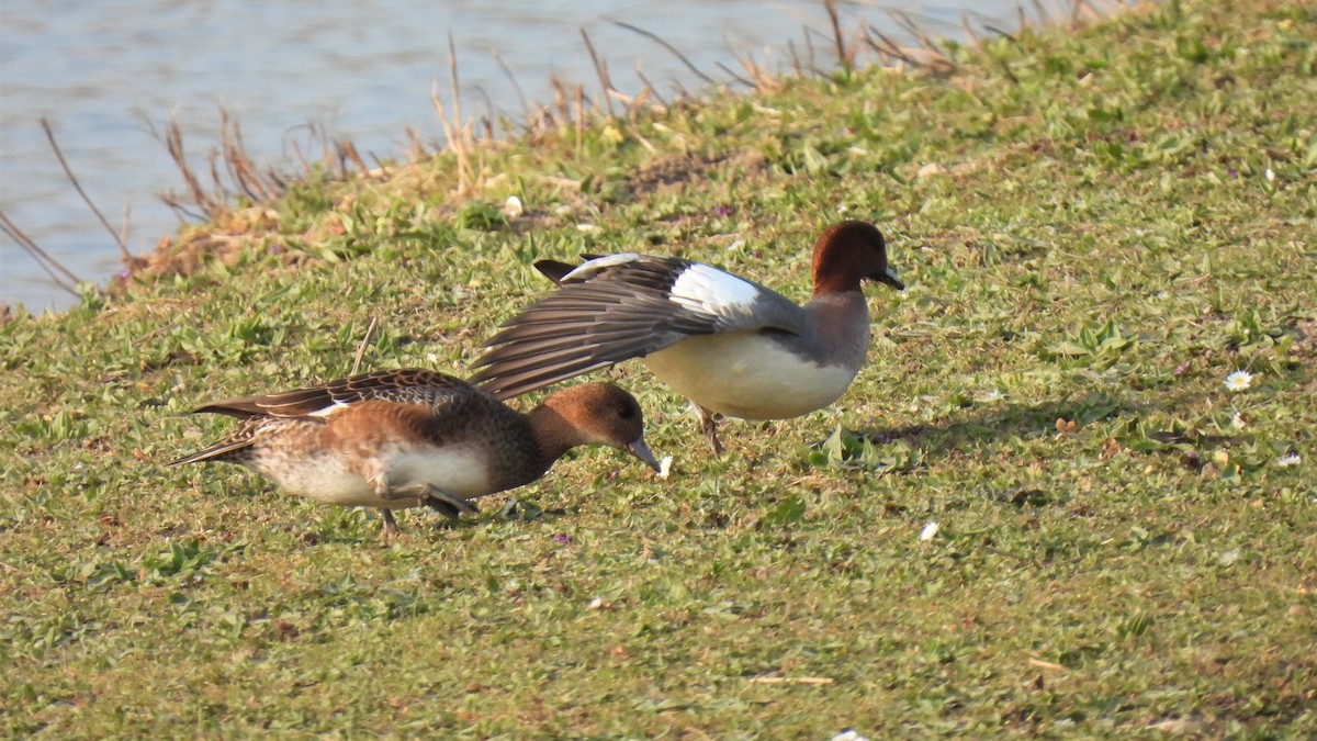 Eurasian Wigeon - ML428758781