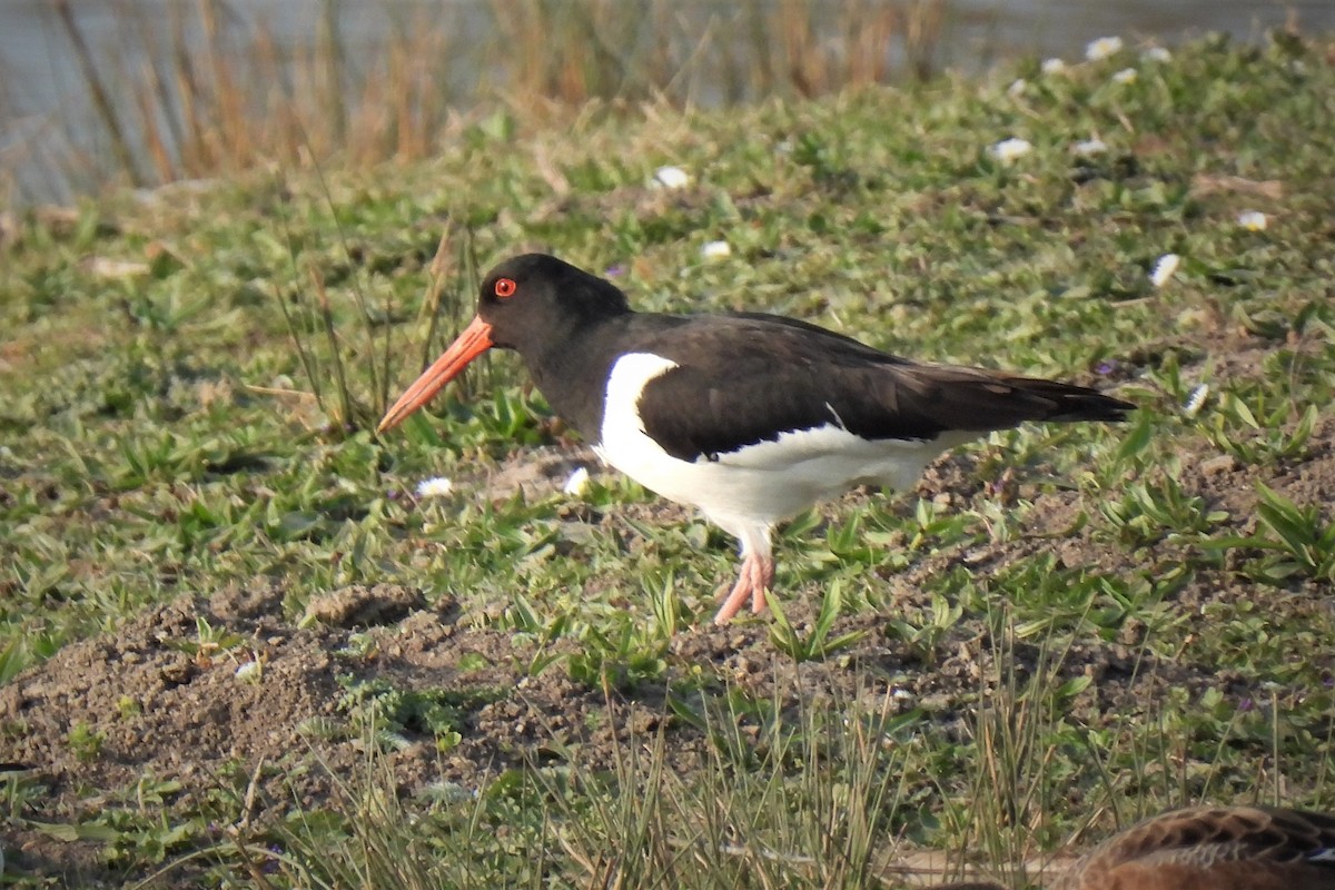 Eurasian Oystercatcher - ML428758811