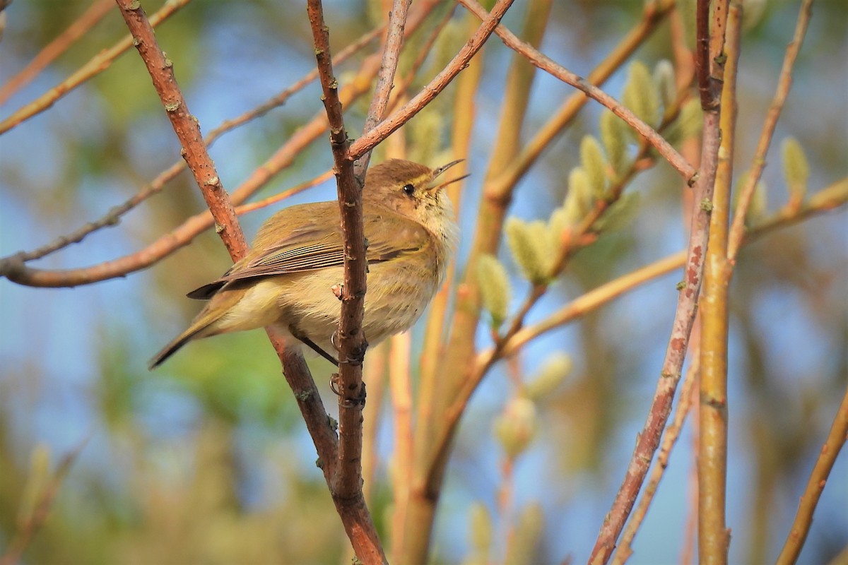 Common Chiffchaff (Common) - ML428758881