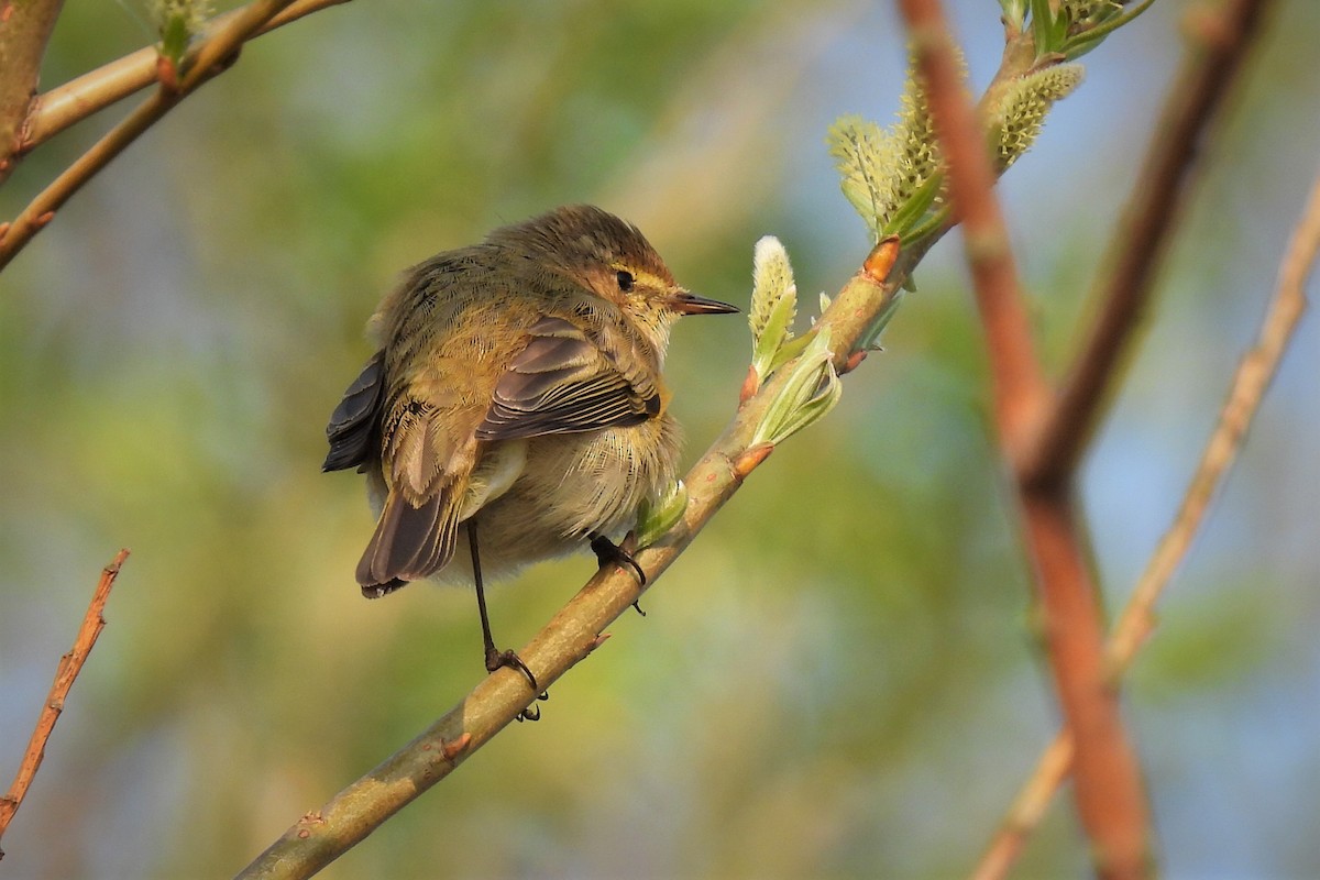 Common Chiffchaff (Common) - ML428758891