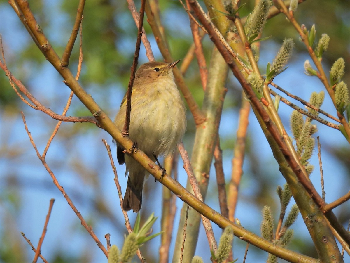 Common Chiffchaff (Common) - ML428758901