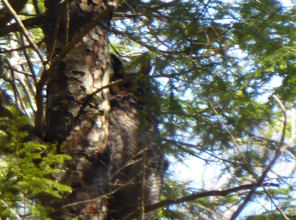 Great Horned Owl - ML428760221