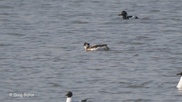 Long-tailed Duck - ML428761451