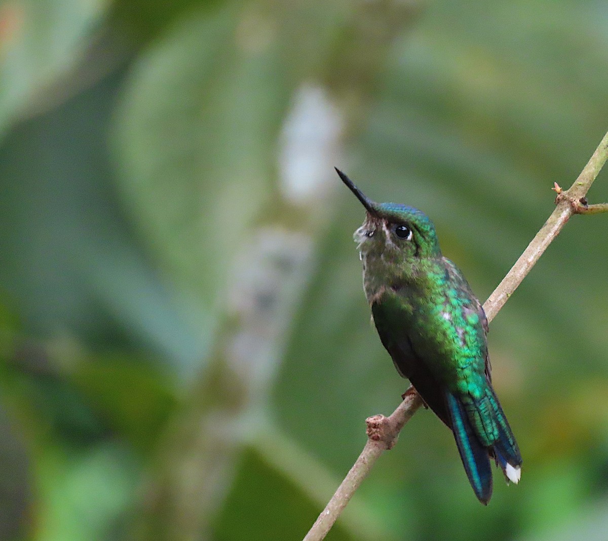 Violet-tailed Sylph - sylvain Uriot