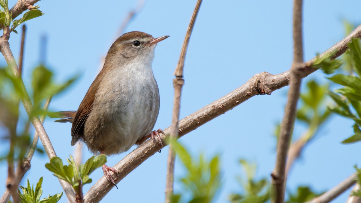 Cetti's Warbler - ML428762641