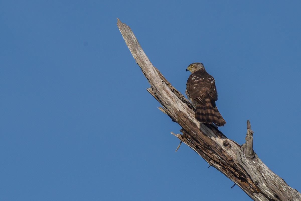 Cooper's Hawk - ML428762921