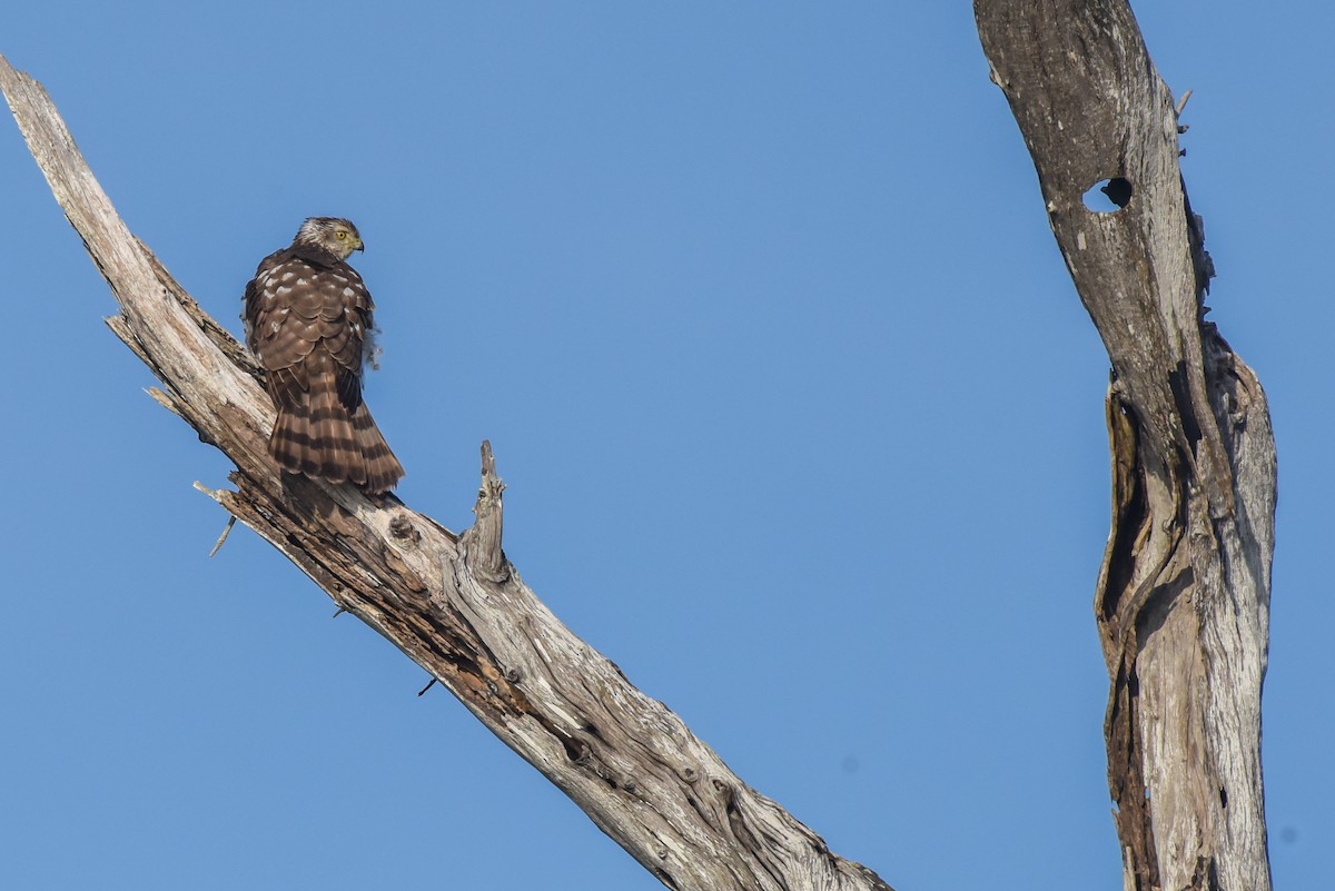 Cooper's Hawk - ML428762931