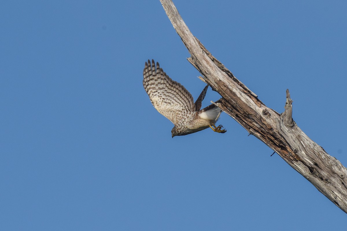 Cooper's Hawk - ML428762951