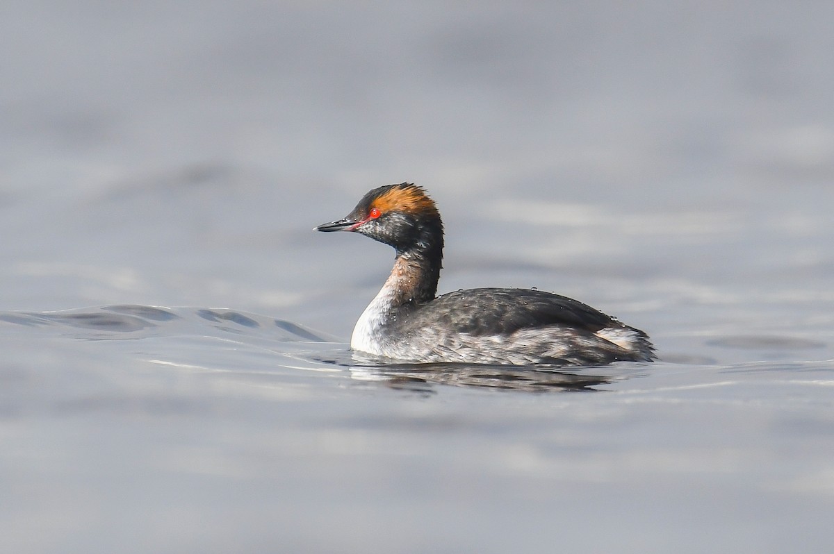 Horned Grebe - Çağan Abbasoğlu