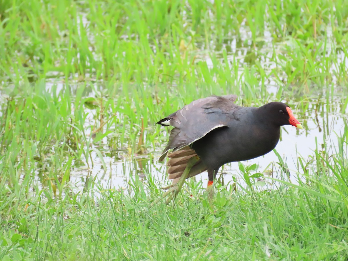 Gallinule d'Amérique - ML428763181