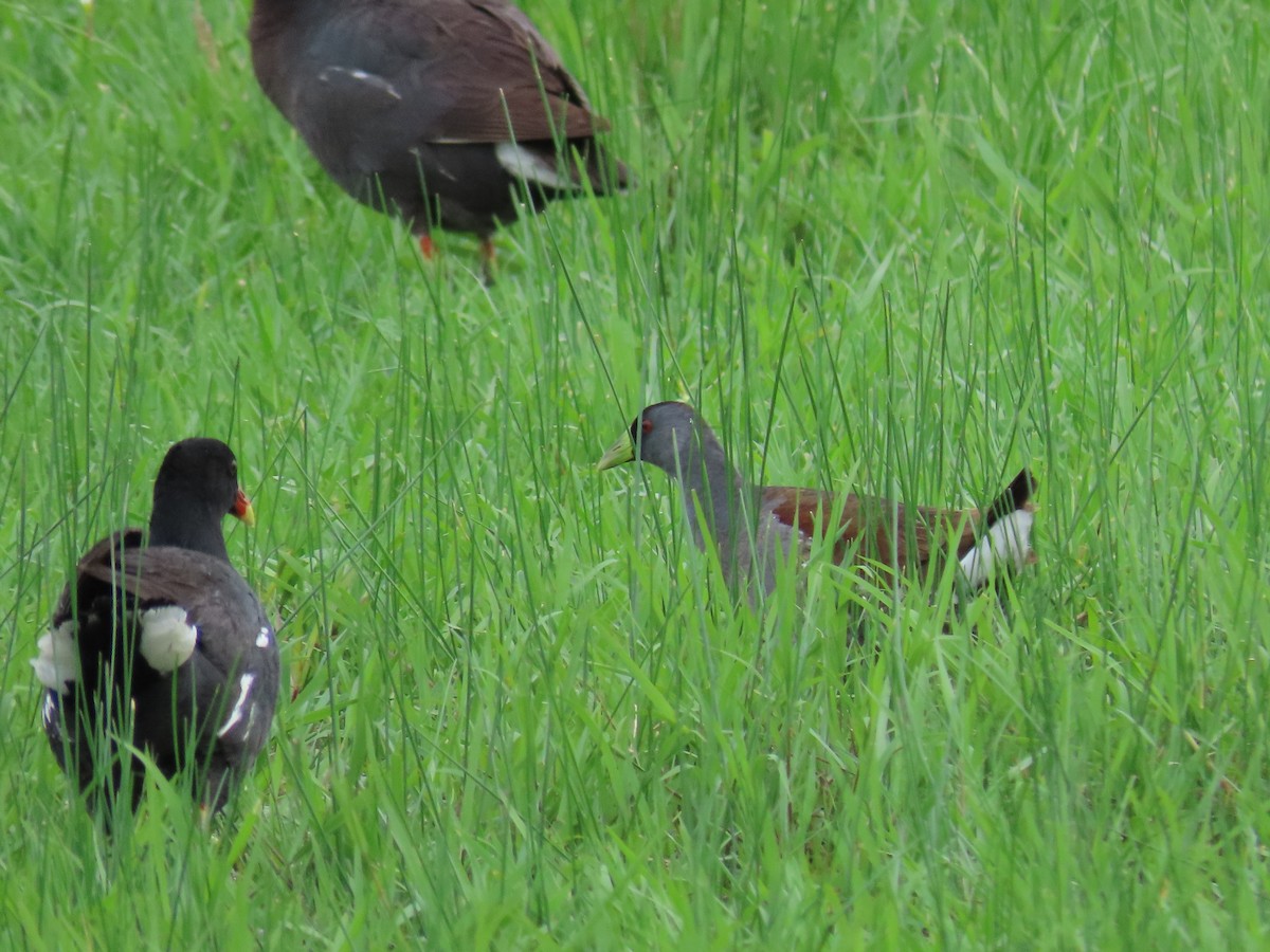 Gallinule d'Amérique - ML428763191