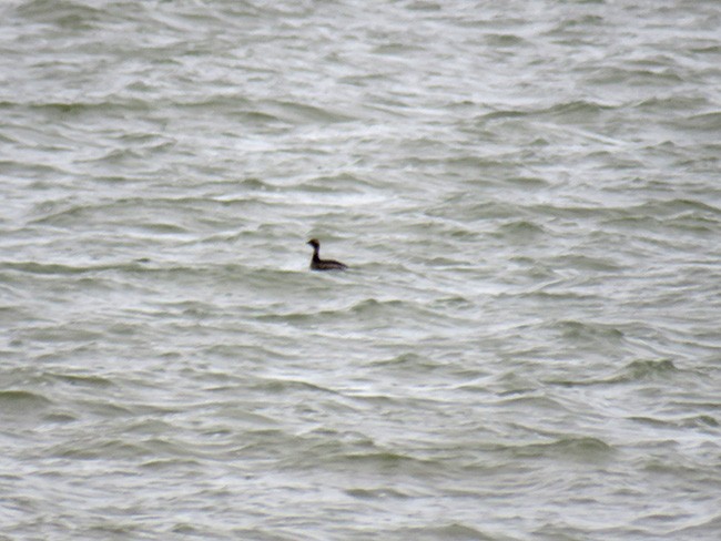 Horned Grebe - ML428764191