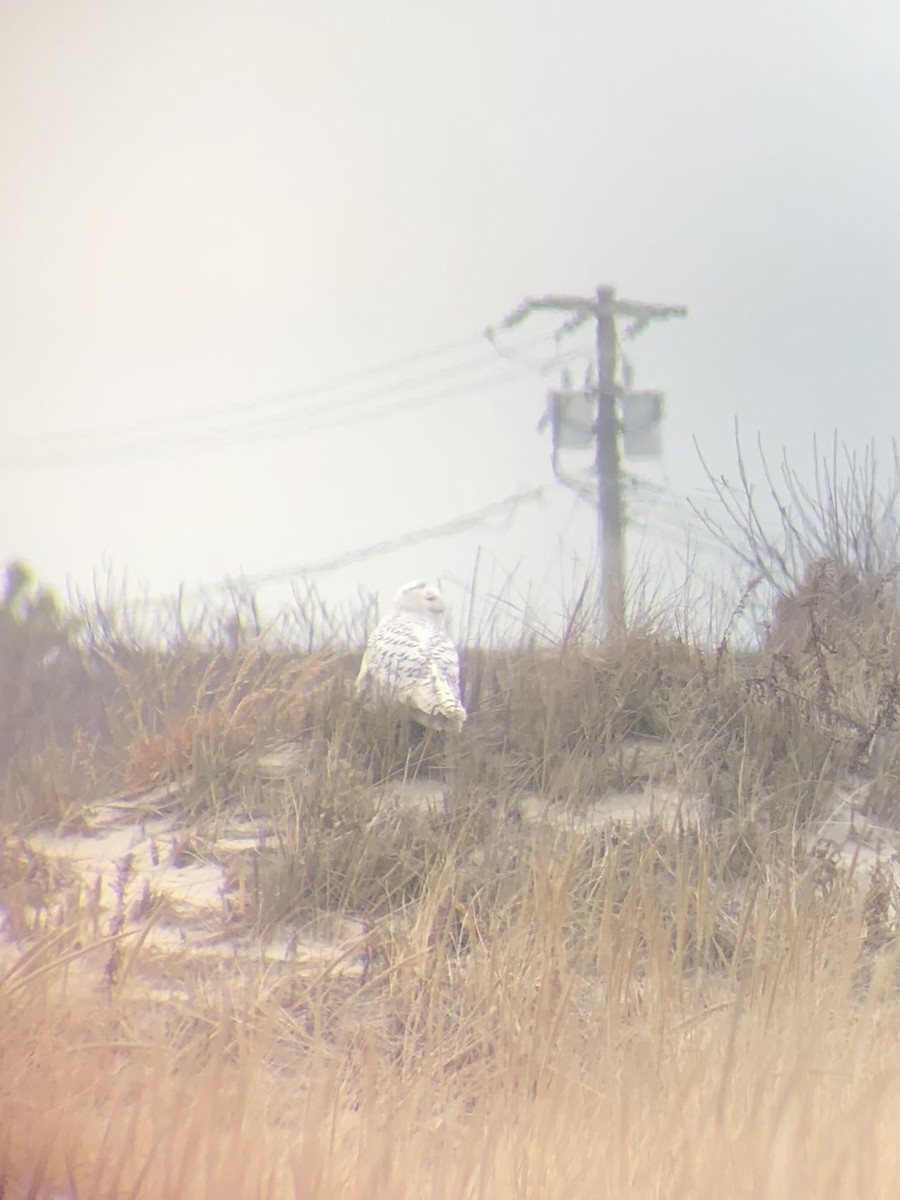 Snowy Owl - ML428765751