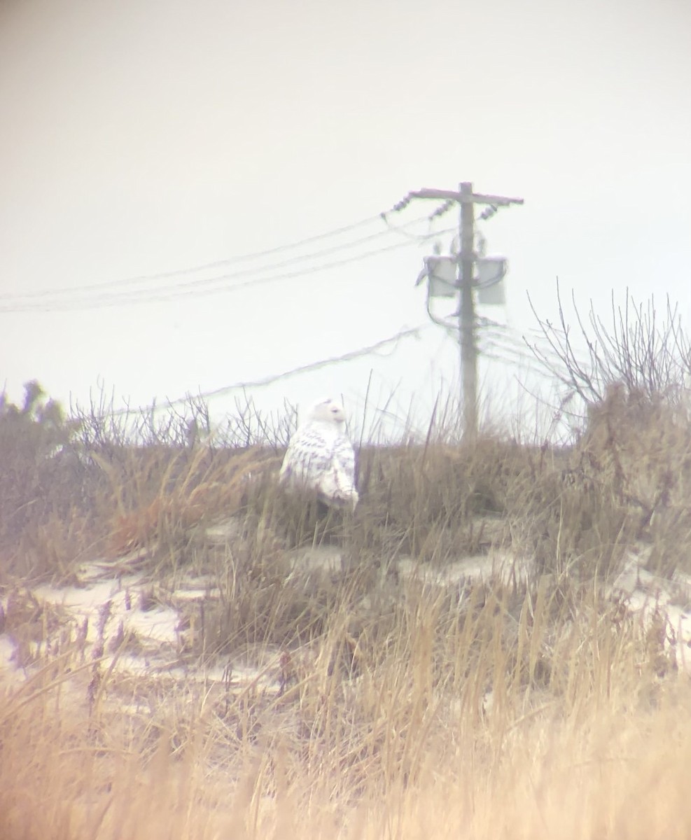 Snowy Owl - ML428765761