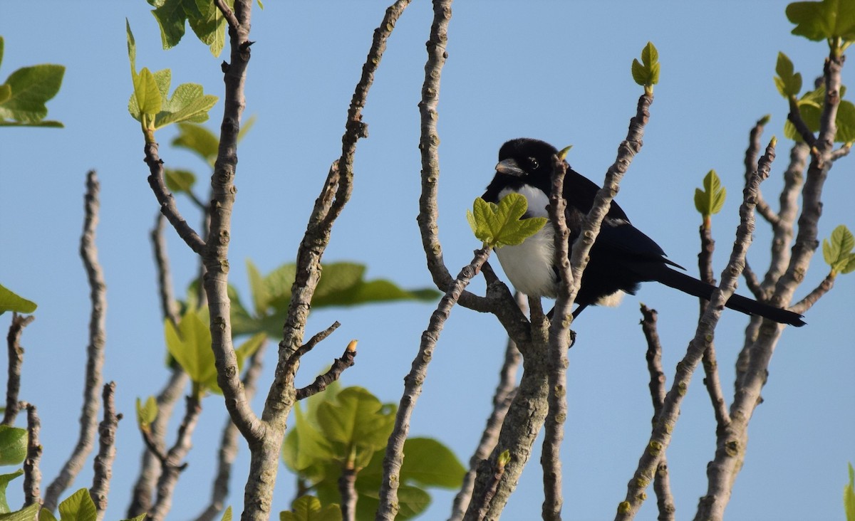 Eurasian Magpie - ML428768531