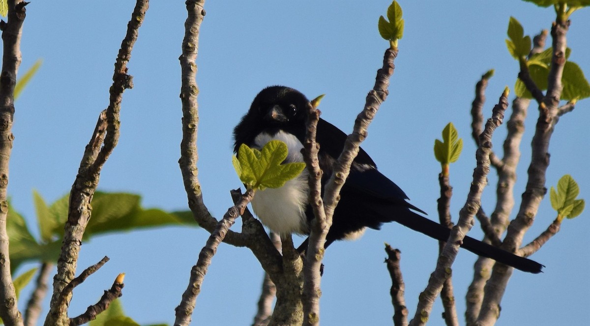 Eurasian Magpie - ML428768541