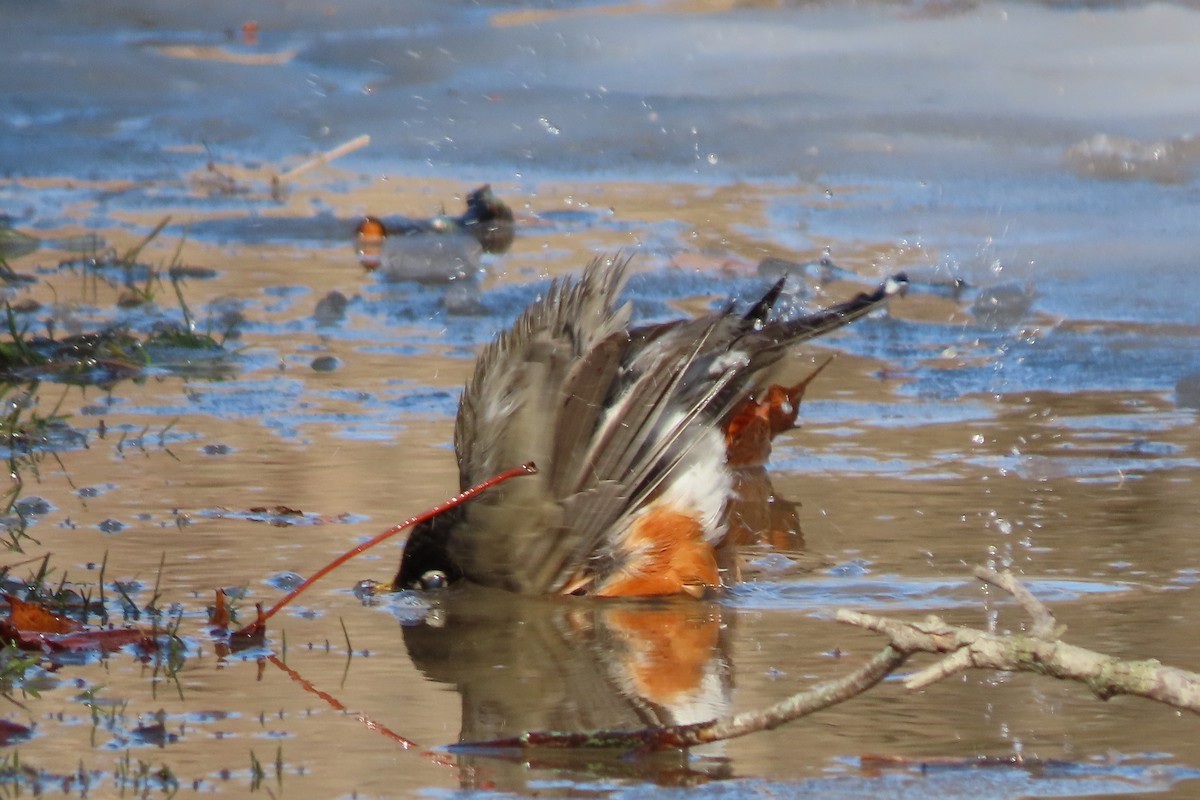 American Robin - ML428768771