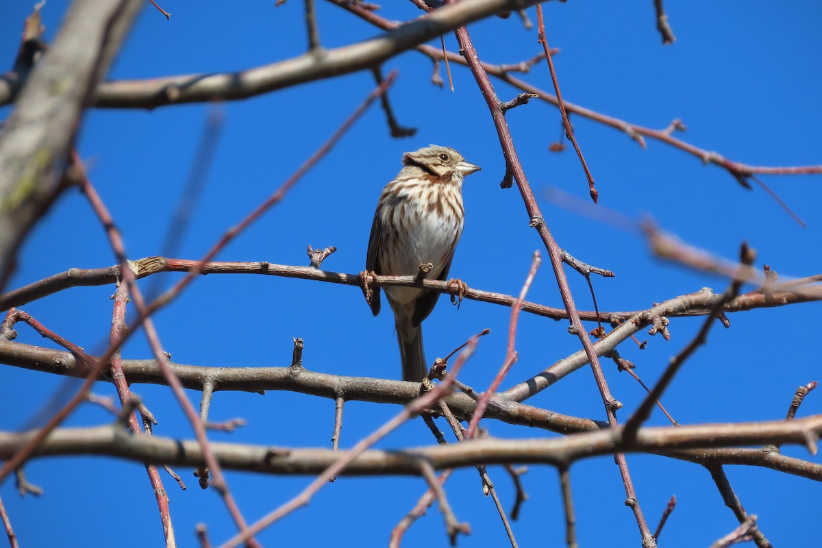 Song Sparrow - Emily-Kate Hunter