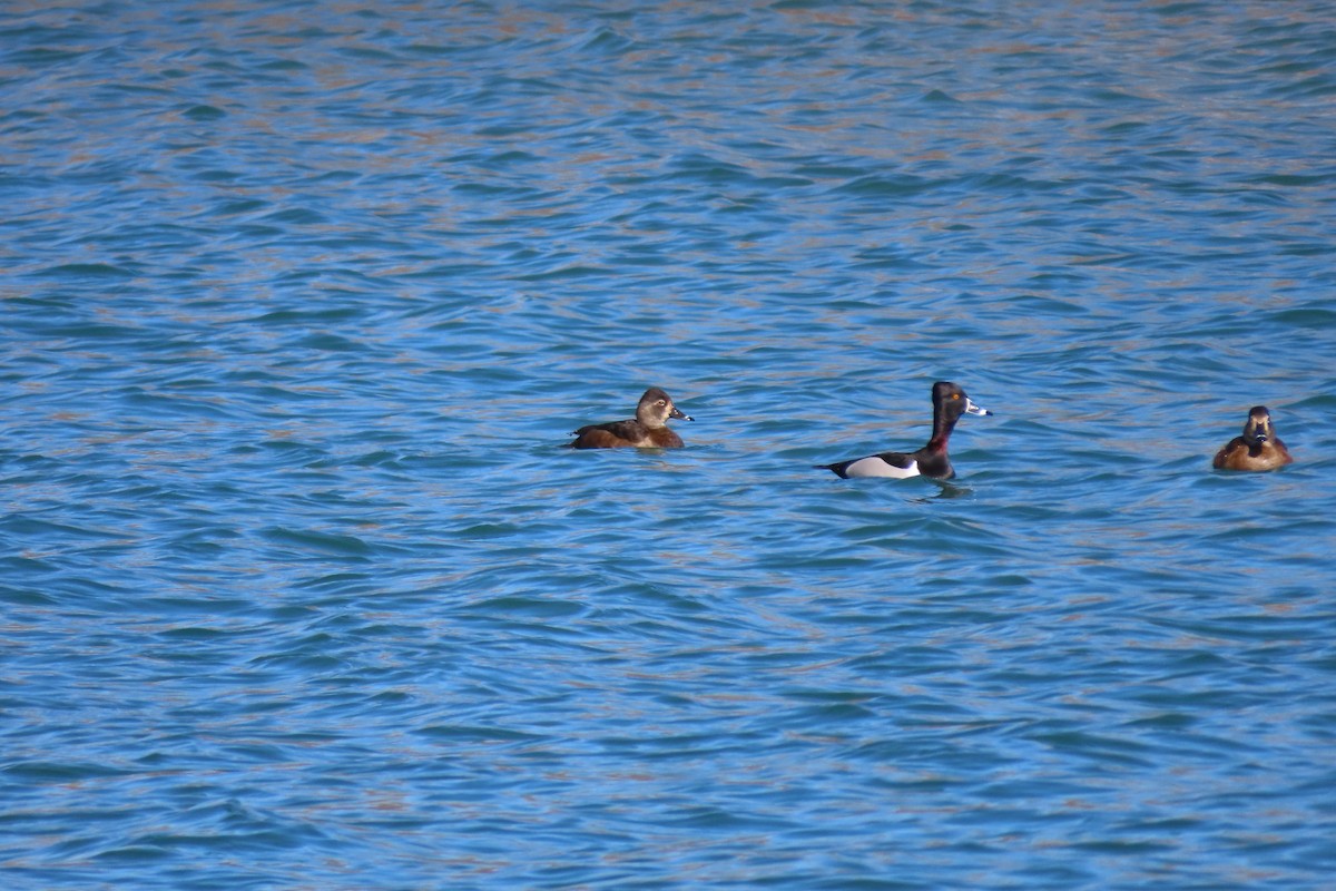 Ring-necked Duck - Emily-Kate Hunter