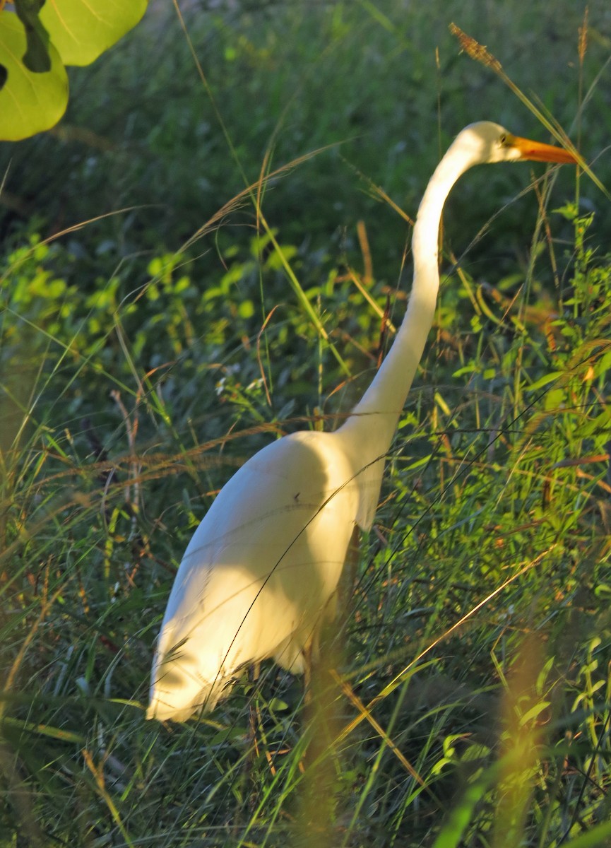 Great Egret - ML42876971