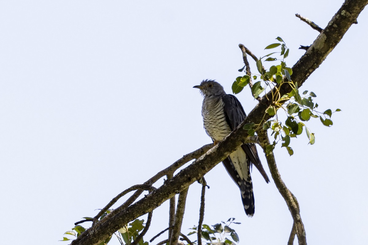 Common Cuckoo - Niall D Perrins