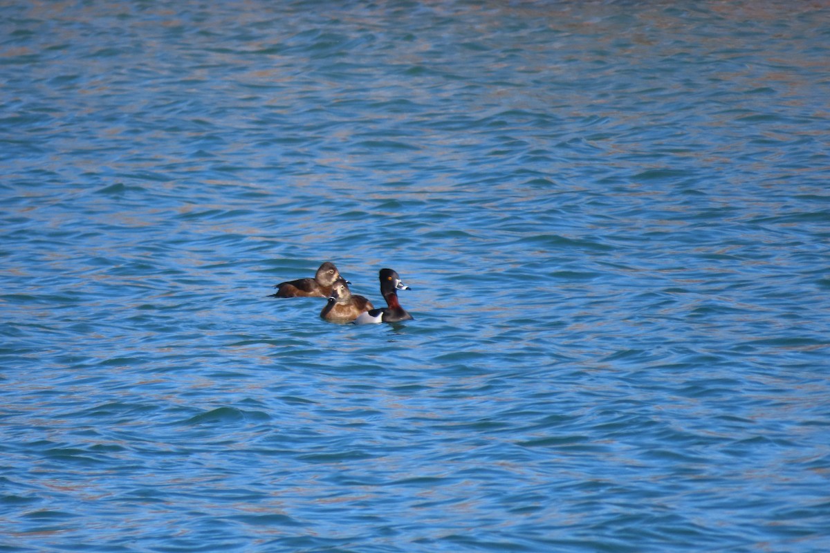 Ring-necked Duck - Emily-Kate Hunter