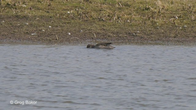 Garganey - ML428772301