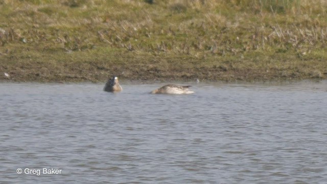 Garganey - ML428772311