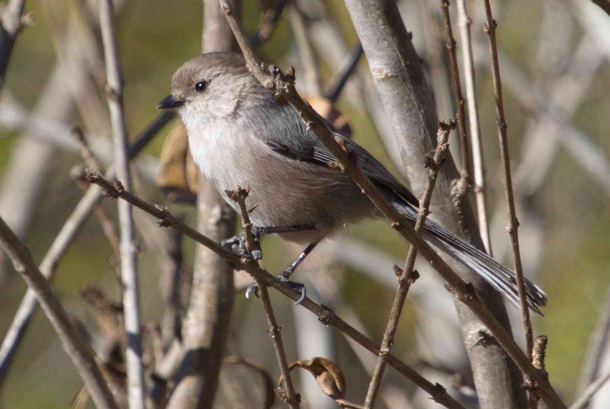 Bushtit - DAB DAB