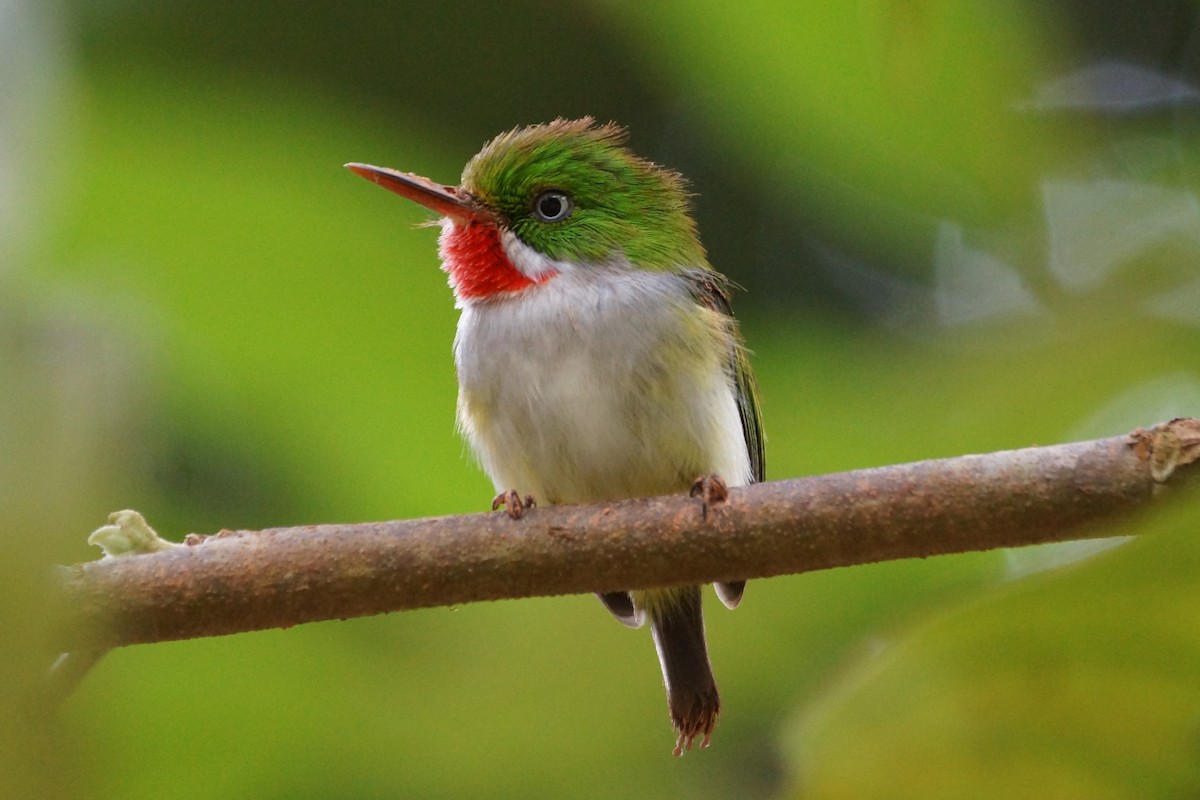 Puerto Rican Tody - Maxwell Ramey