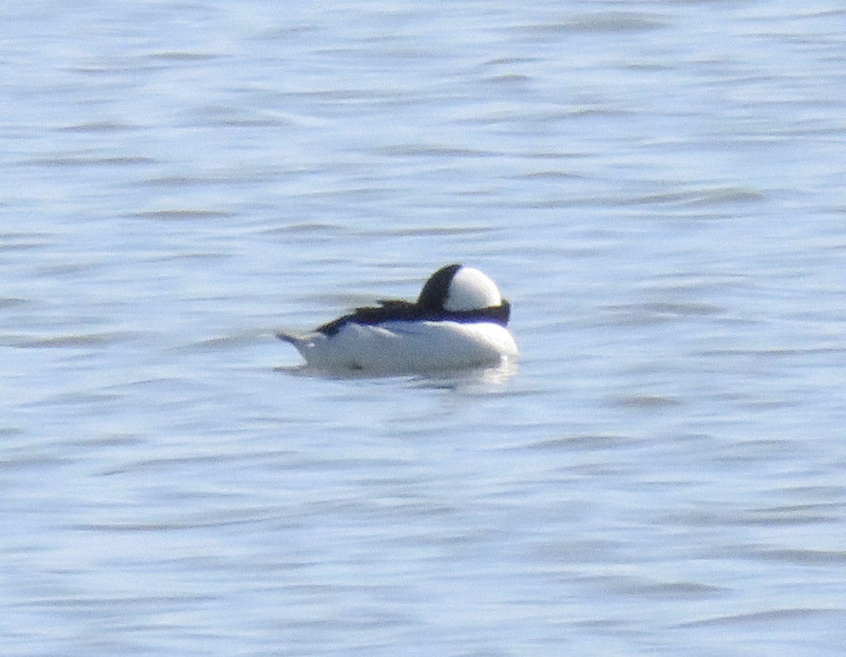 Bufflehead - Frank Walker