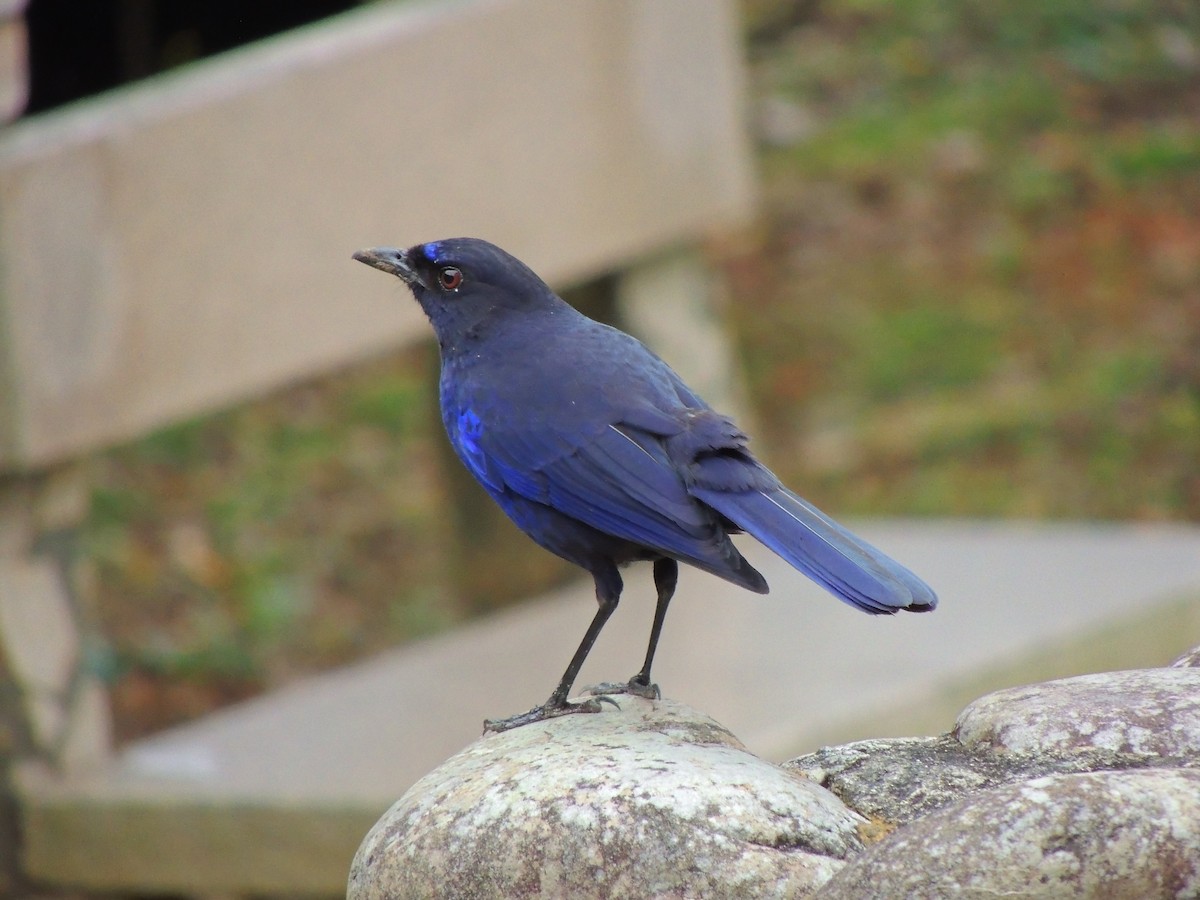 Тайваньская синяя птица - ML428774861