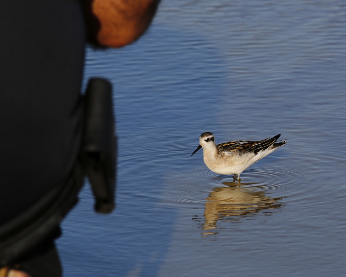 Red-necked Phalarope - ML428775331