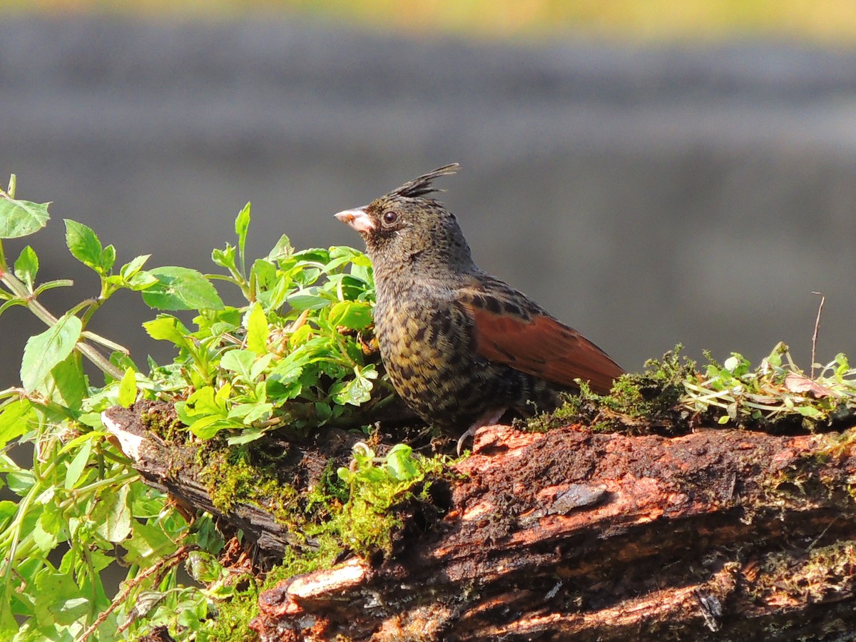 Crested Bunting - ML428775361
