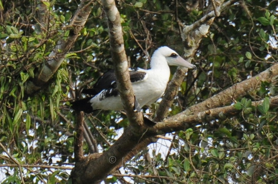 Abbott's Booby - Hedley & Irena Earl